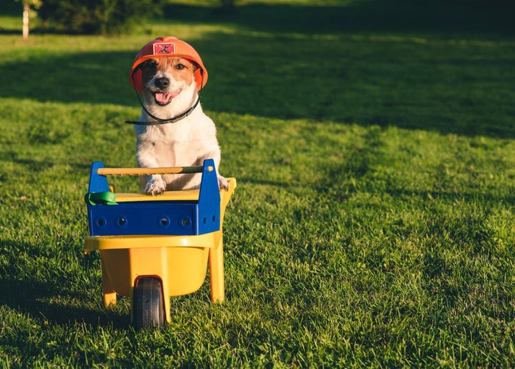 perro feliz con casa de perro