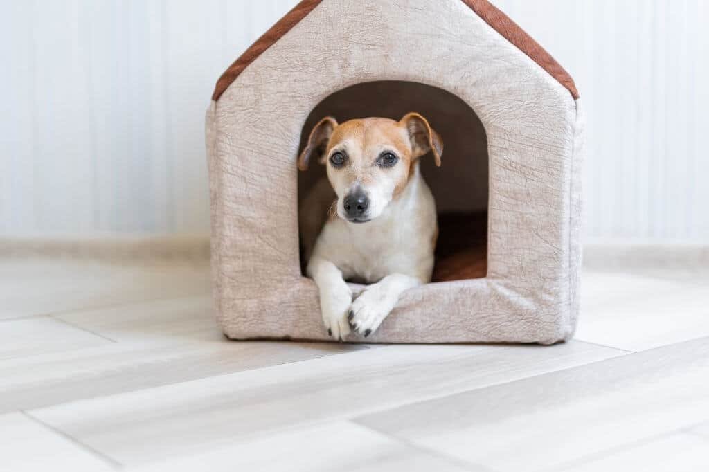 Casa para perros, casa extra grande para perros pequeños, medianos y  grandes, impermeable, de plástico, duradero, para interiores y exteriores