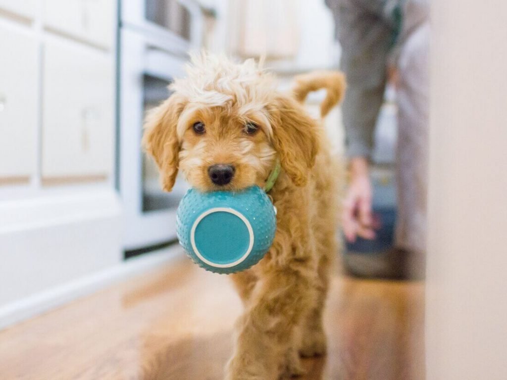 mejor alimento holistico para perro