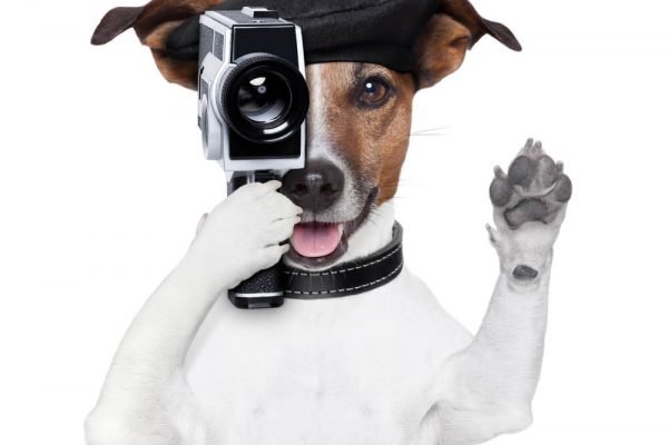 Mejores cámaras para vigilar mascotas de 2022