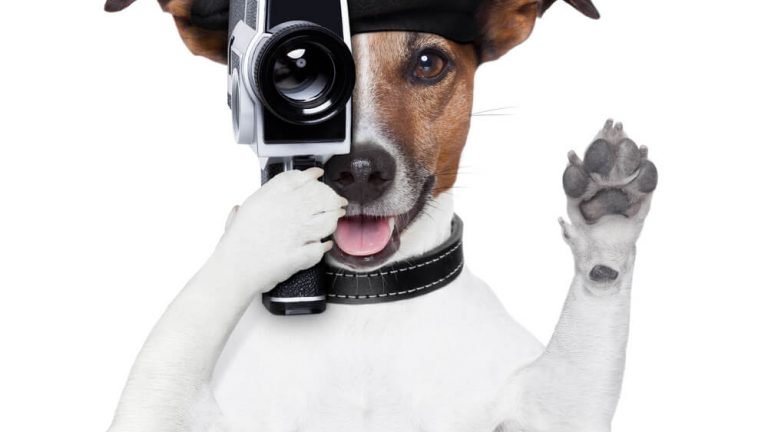 😻🐶 Las MEJORES Cámaras para VIGILAR Perros y Gatos 👀 [Vigilancia  Interior] [Háblale con tu cámara] 