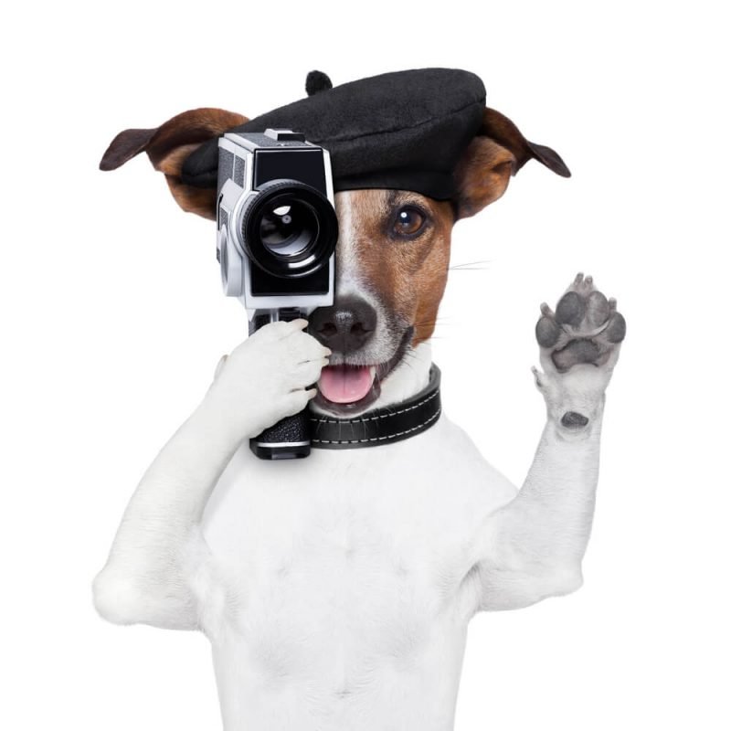 Las 10 mejores cámaras para mascotas para realizar un seguimiento de tu  amigo peludo
