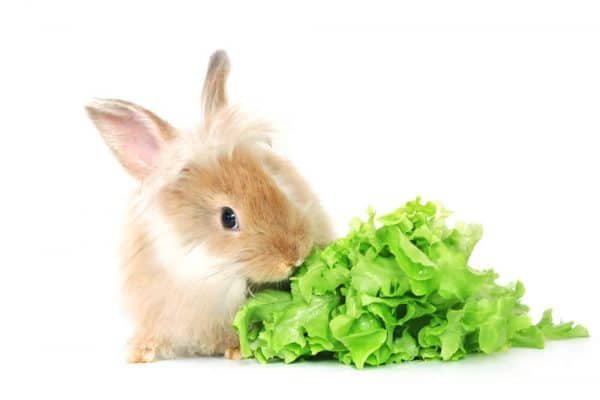Top 6 Mejor Alimento para Conejos y Cuyos del 2024